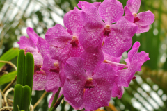orchidee2019-01